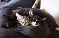 Lilly & Pic&oacute;n